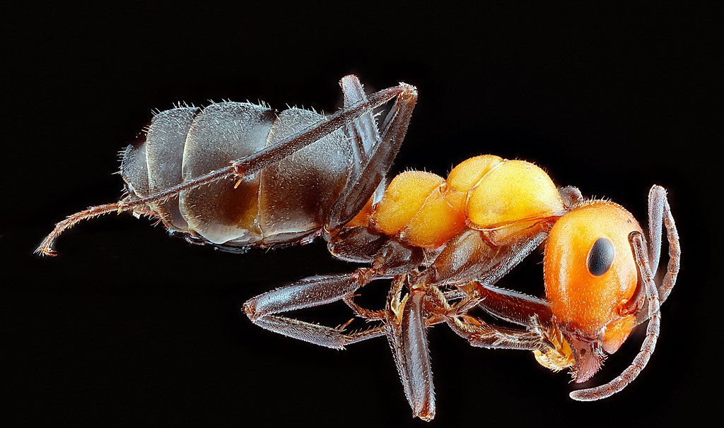 Ant Control service in Rapid City, SD