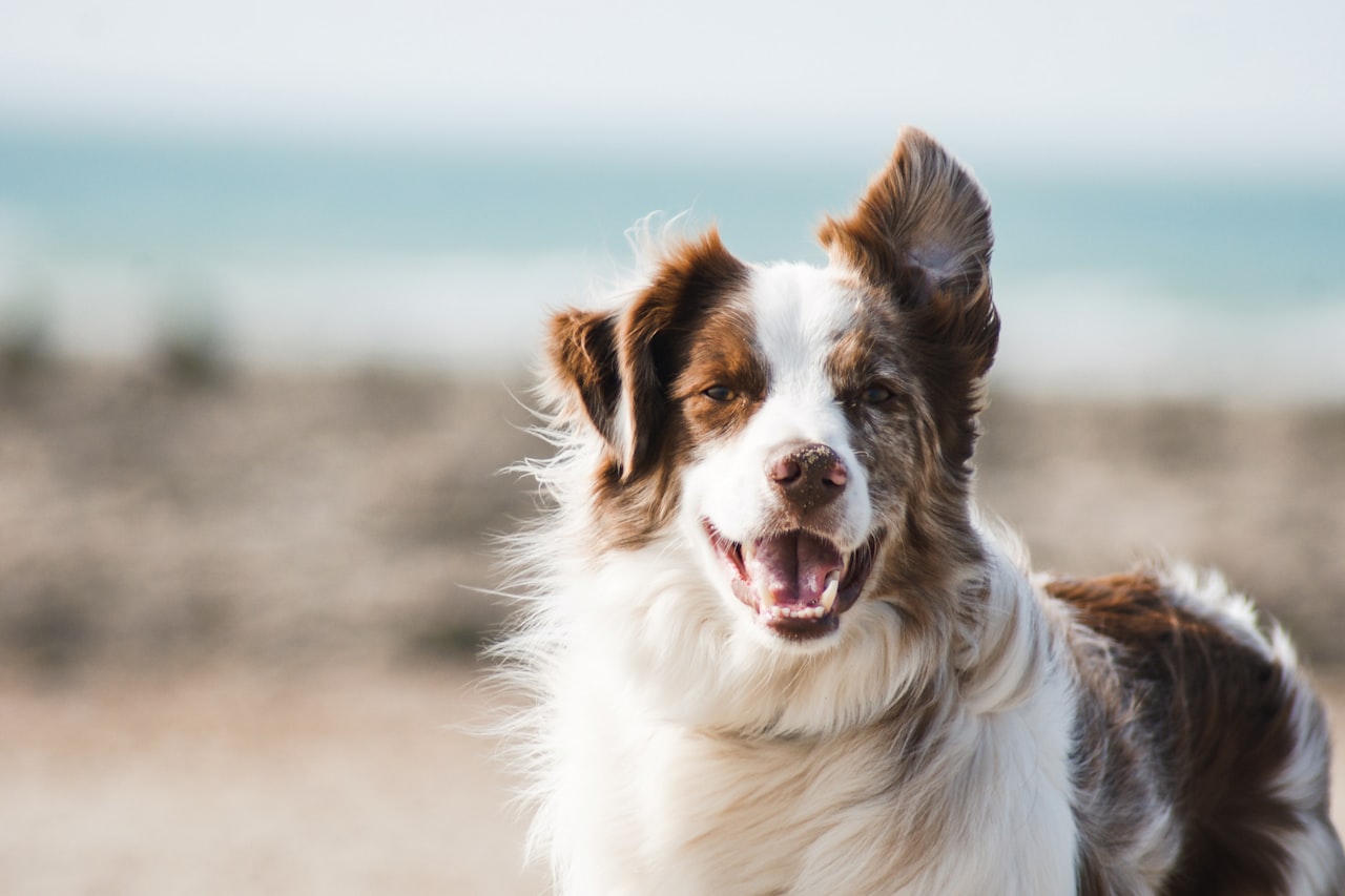 Flea & Tick Control service in Rapid City, SD