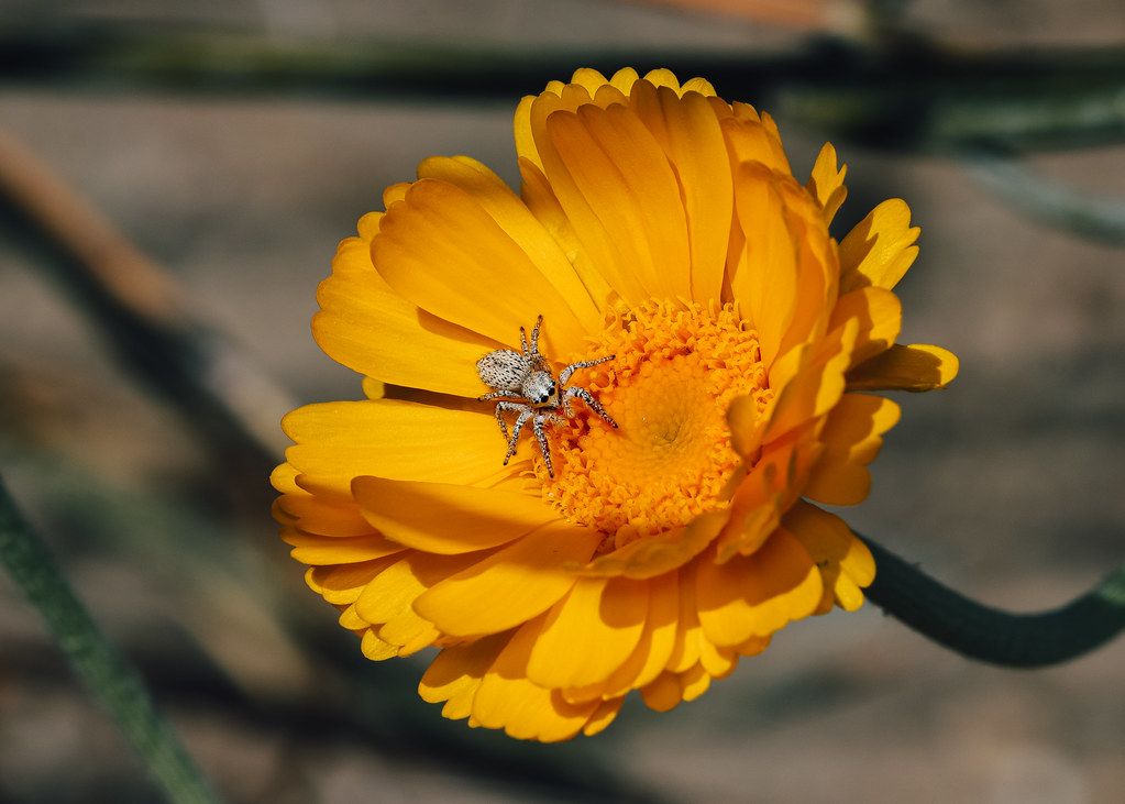 Spider Control service in Rapid City, SD